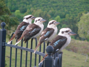 B and B's in Ballina